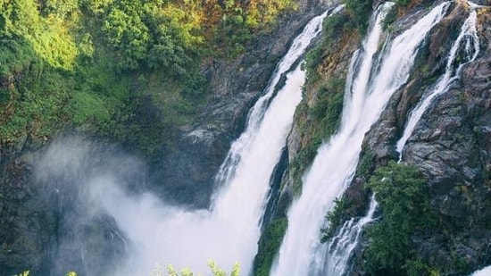 The famous Jog falls in Shivamogga district, Karnataka.(Shutterstock)